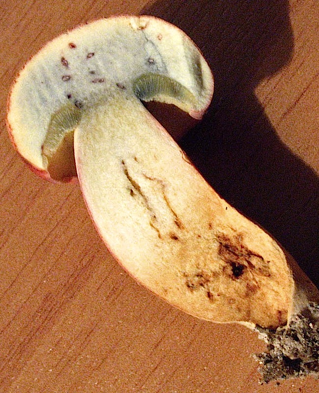 Xerocomus persicolor e armeniacus